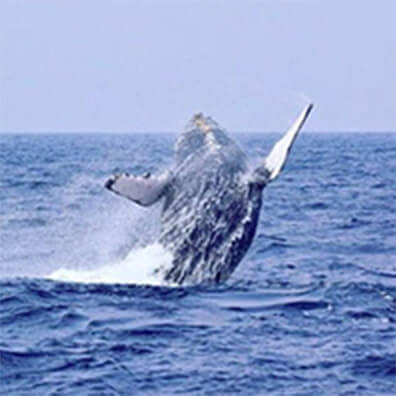 クジラの大迫力のパフォーマンス！