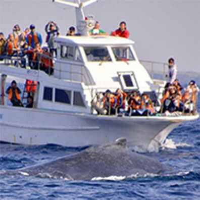 こんなに近くでクジラ観察が楽しめるかも？！