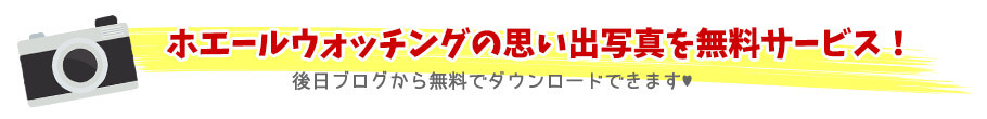ホエールウォッチングの思い出写真を無料サービス！