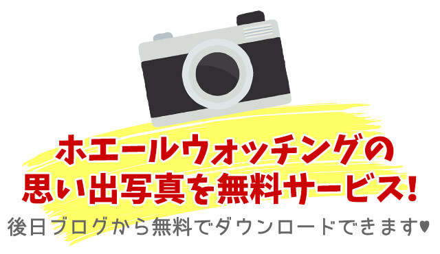 ホエールウォッチングの思い出写真を無料サービス！