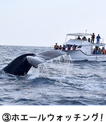 ③ホエールウォッチング!