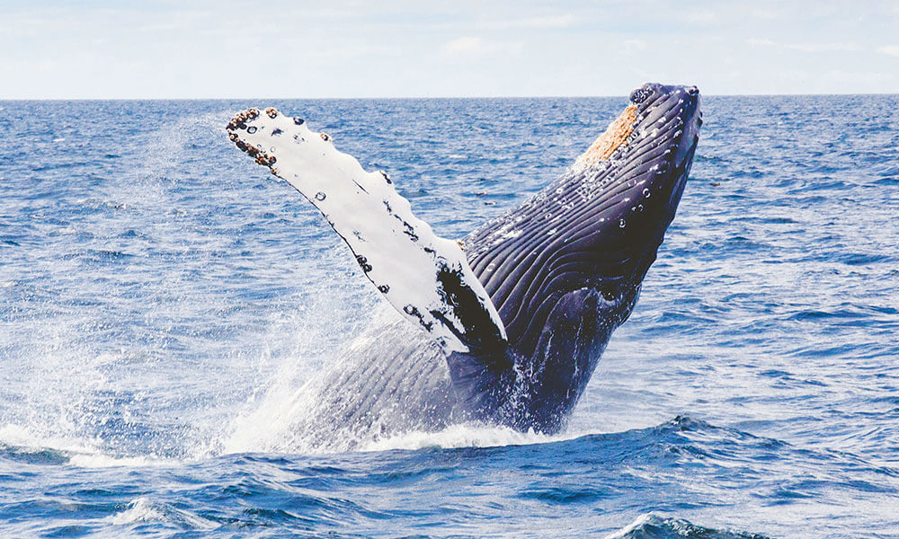 ホエールウオッチング