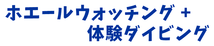 ホエールウォッチング ＋ 体験ダイビング